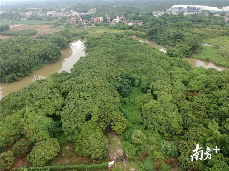 从空中看古荔枝林，浓密的枝叶就像一个大的西蓝花。