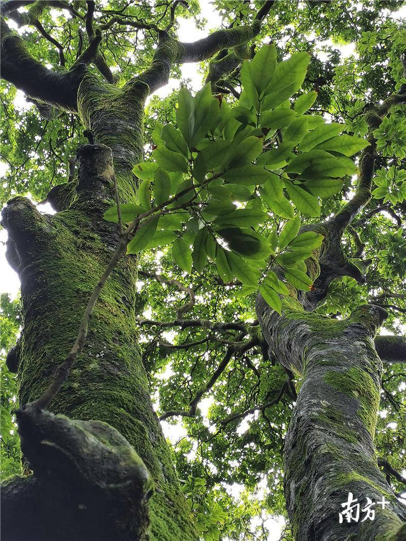老树年年冒新枝。