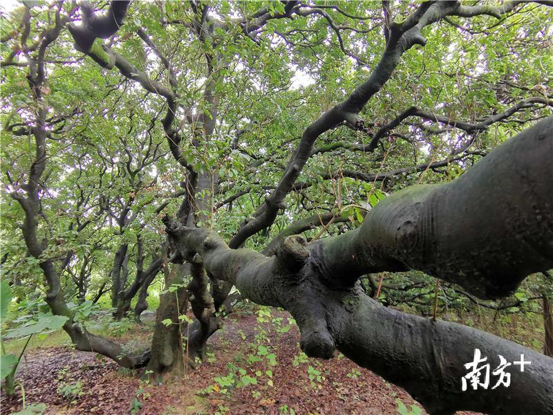 生长了两百多年的荔枝树，树干乌黑坚硬。