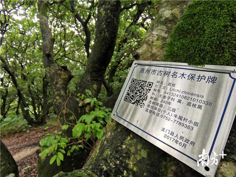 每一棵树都有一个“身份证” 。