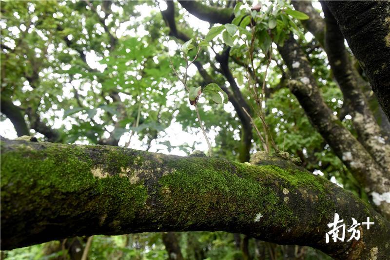 树干上长满了寄生植物。