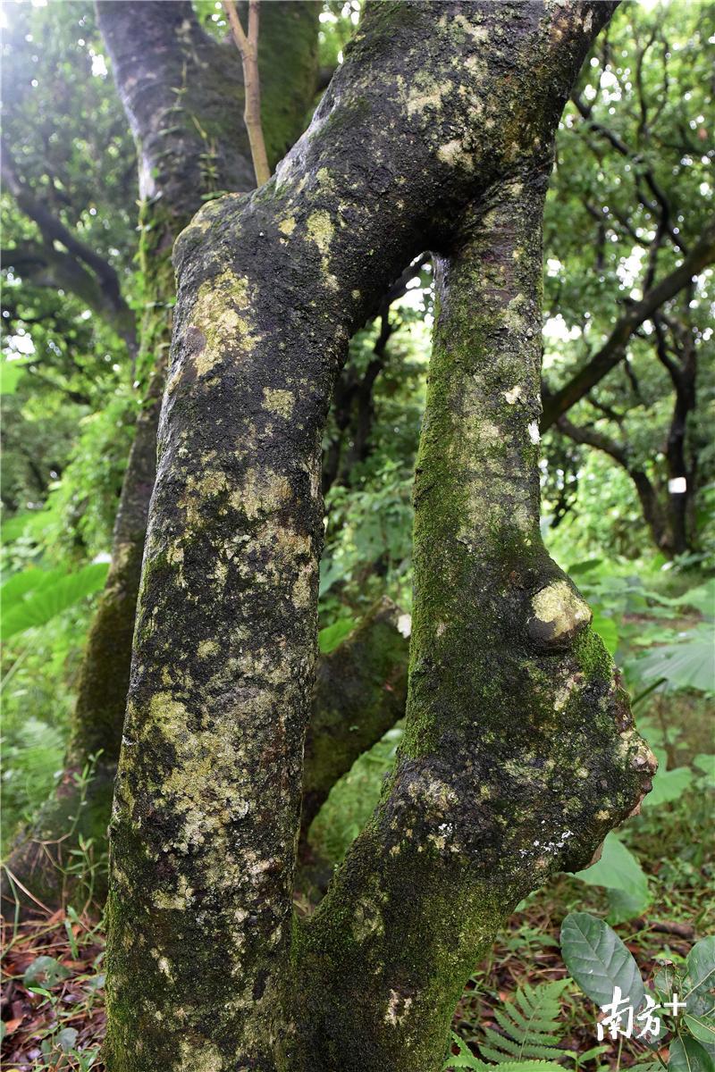 一颗古荔枝树的树干中间开洞，无从考究它的生长历程。
