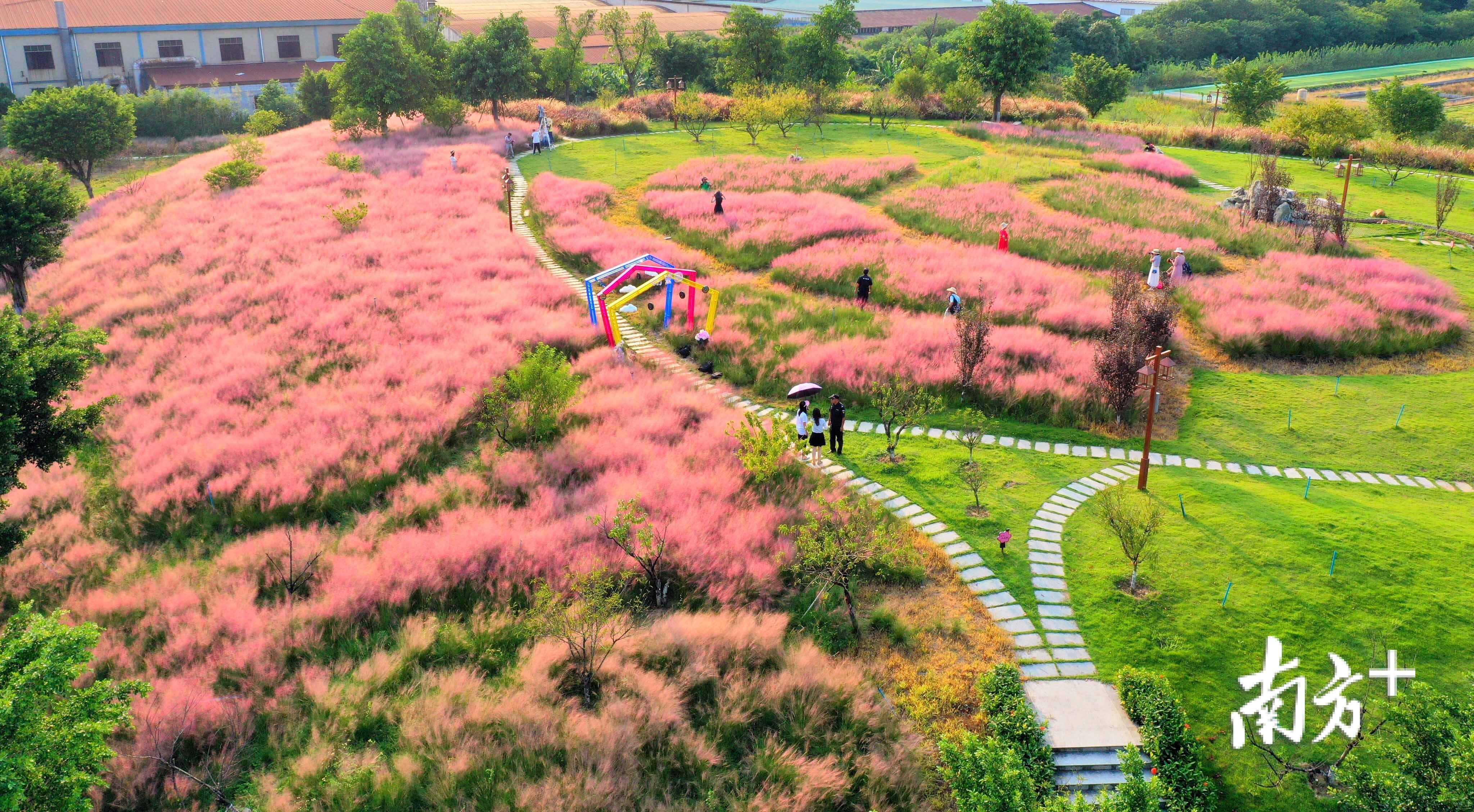 翰林湖农业公园里的粉黛乱子草已经悄悄绽放啦。丹灶有为创展公司供图 翰林湖农业公园里的粉黛乱子草已经悄悄绽放啦。丹灶有为创展公司供图