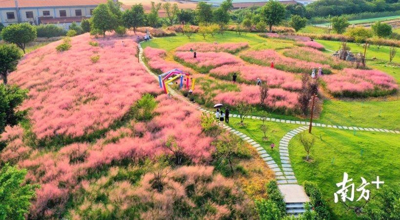 翰林湖农业公园里的粉黛乱子草吸引一众游客打卡。丹灶有为创展公司供图