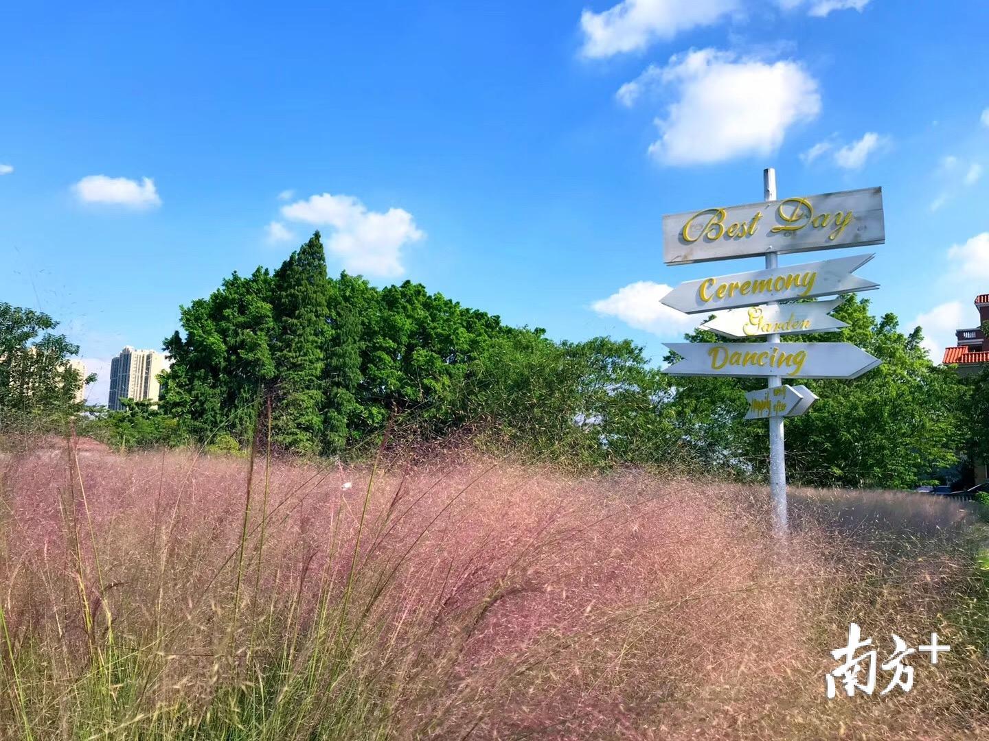 翰林湖粉黛草园将正式开园迎客。丹灶有为创展公司供图 翰林湖粉黛草园将正式开园迎客。丹灶有为创展公司供图