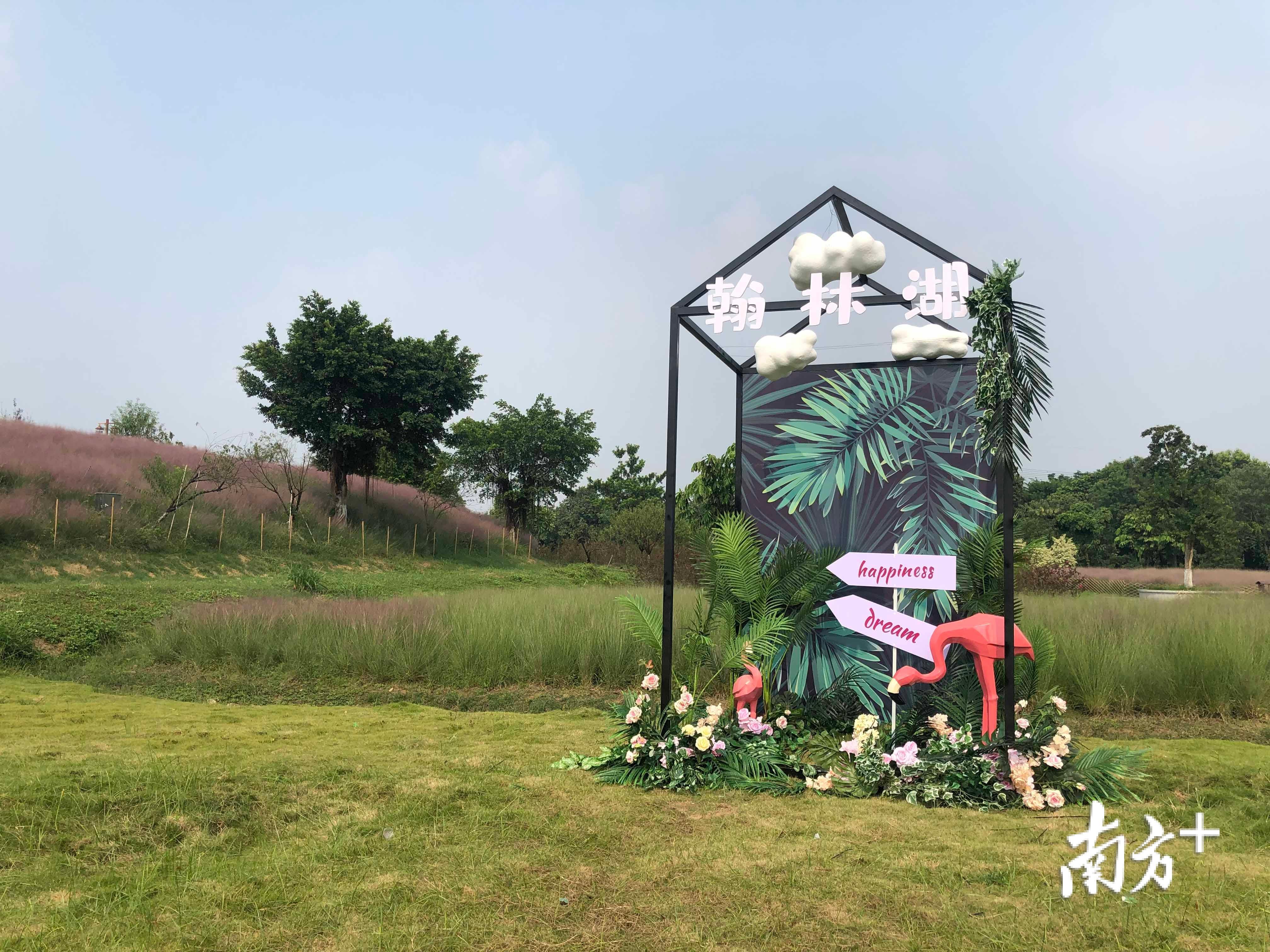 粉黛草园内已经摆放了不少ins风的打卡拍照道具。丹灶有为创展公司供图 粉黛草园内已经摆放了不少ins风的打卡拍照道具。丹灶有为创展公司供图