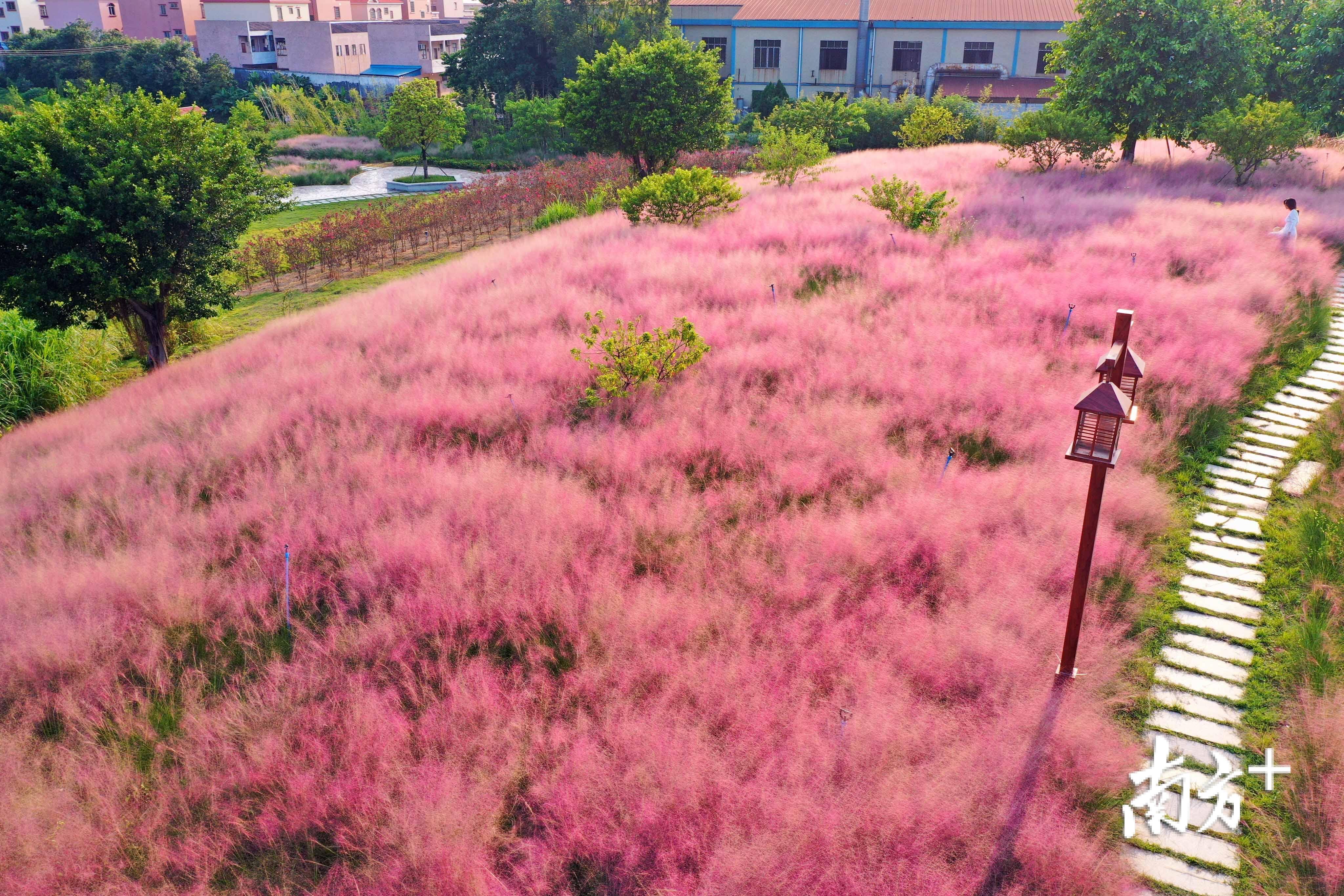 作为佛山市和广东省“首批农业公园”,翰林湖农业公园可谓名副其实的“网红打卡地”。丹灶有为创展公司供图 作为佛山市和广东省“首批农业公园”,翰林湖农业公园可谓名副其实的“网红打卡地”。丹灶有为创展公司供图