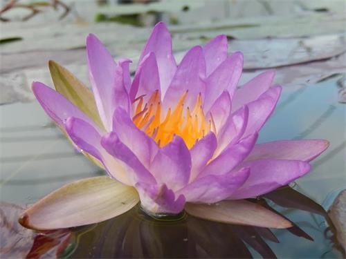 "暹罗紫"花瓣宽且边缘皱缩,花朵初开淡紫色,第二天之后逐渐变淡紫红色