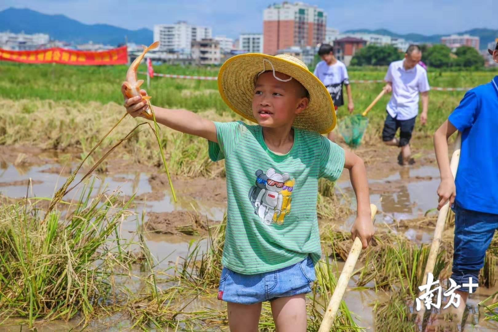 一名孩子在梅州稻丰实业有限公司"鱼米共生"稻田里抓到了一条鱼,体会