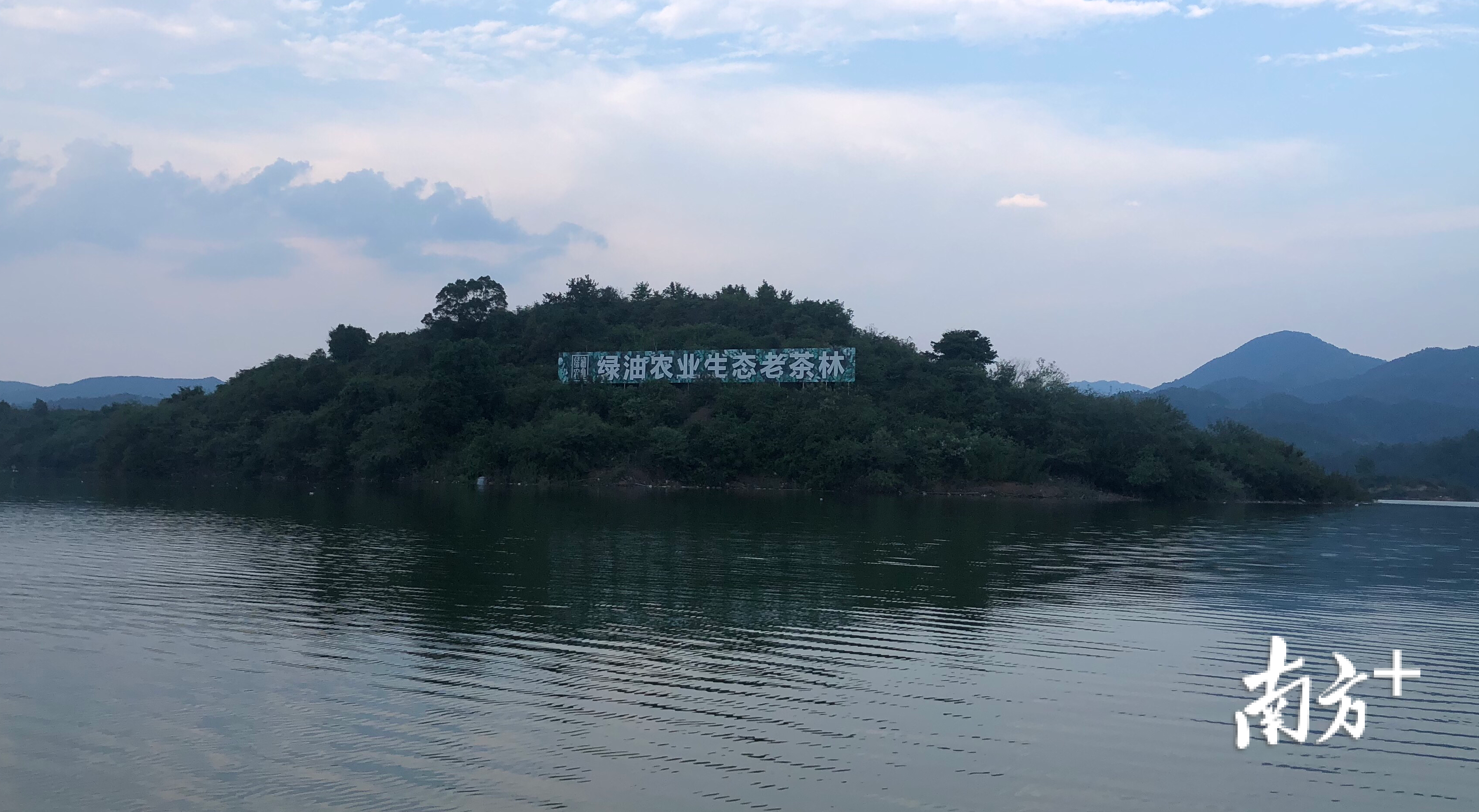 位于枫树坝水库内绿油农业的生态老茶林基地。 位于枫树坝水库内绿油农业的生态老茶林基地。