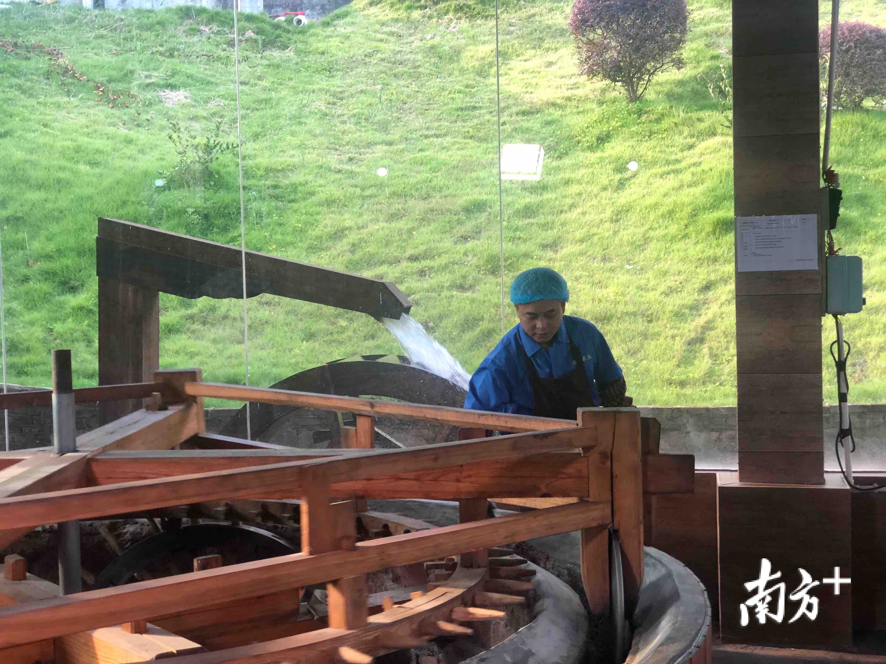 罗东梅为记者演示茶油的古法制作工艺。 罗东梅为记者演示茶油的古法制作工艺。