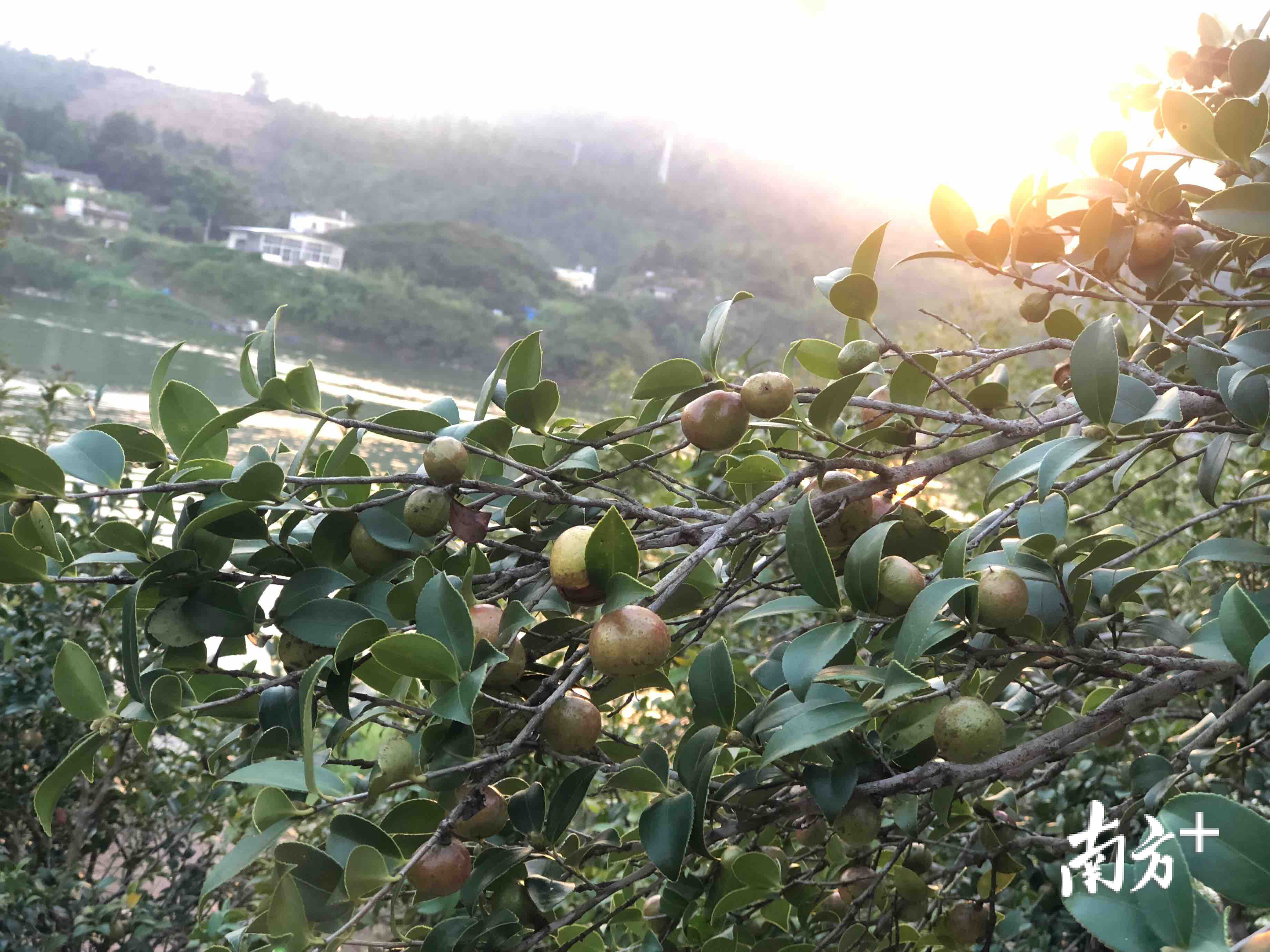 萧县黄口镇油茶图片