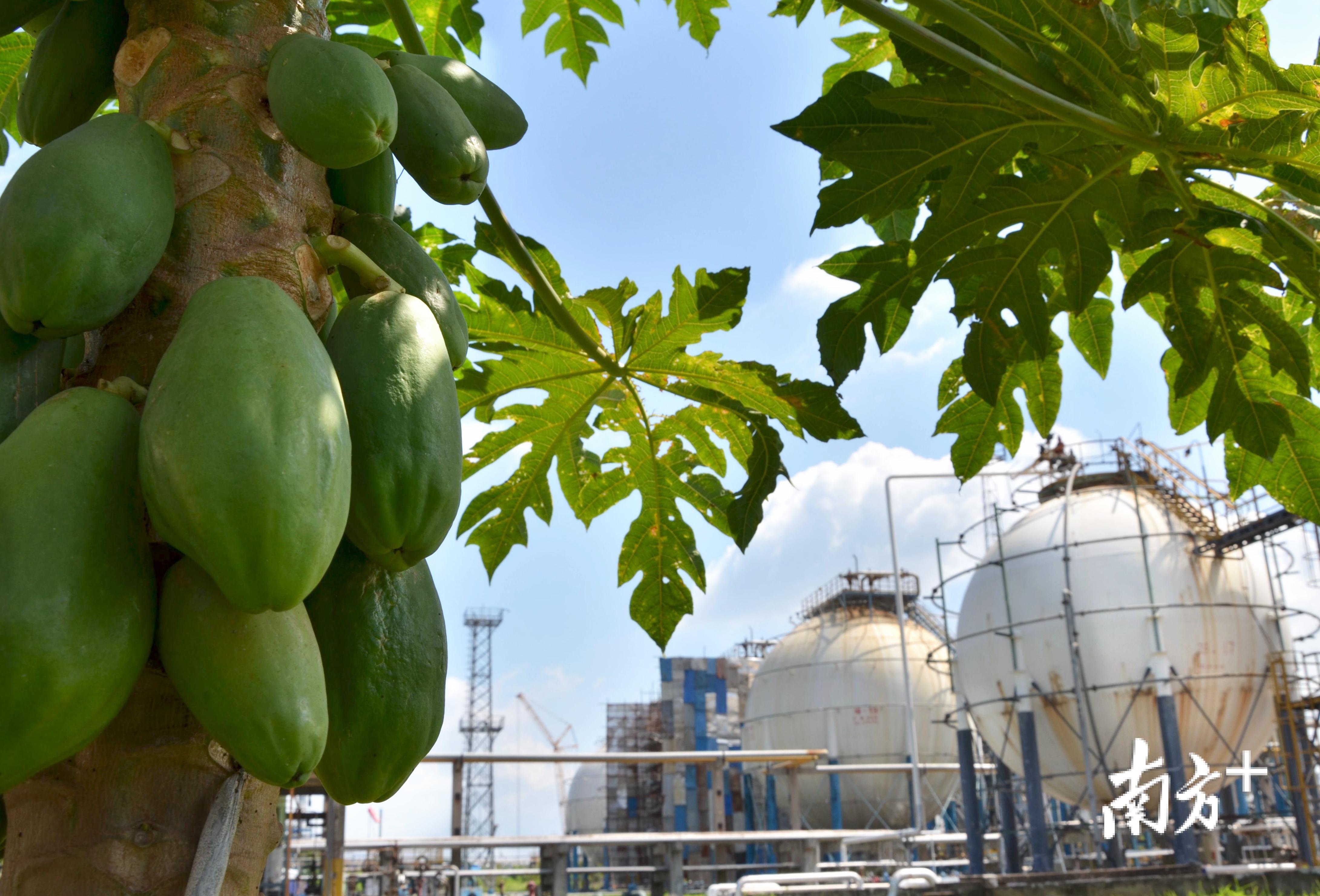 茂名石化里的花园、水果园。湛活 摄影