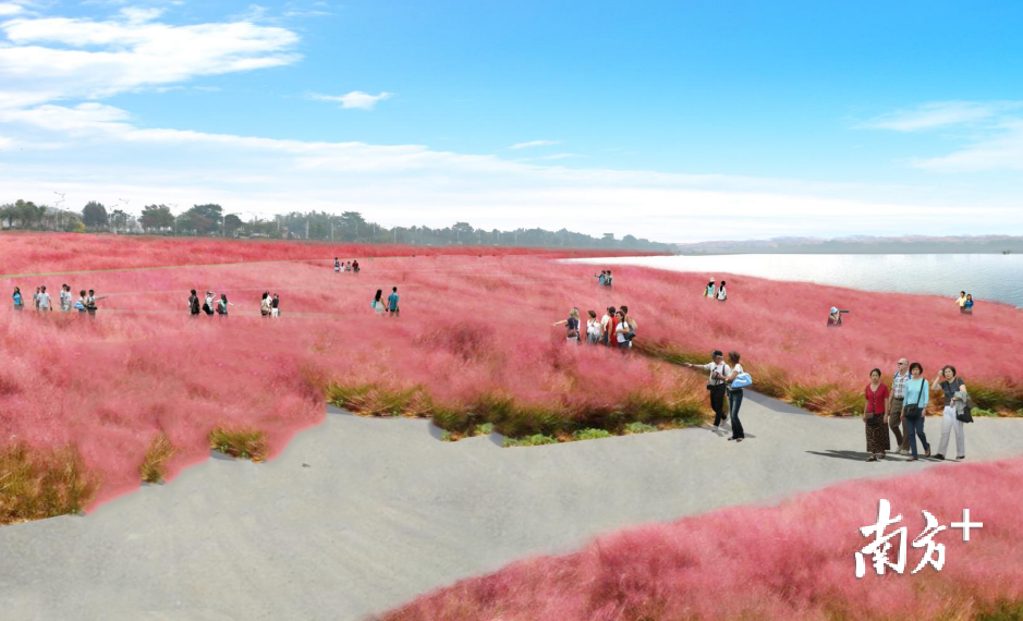 芦苞镇利用芦苞涌天然优势，在一河两岸布置花海景观，重塑诗人杨万里《明发青塘芦苞》一诗的景象，图为花海景观规划图。 芦苞镇供图