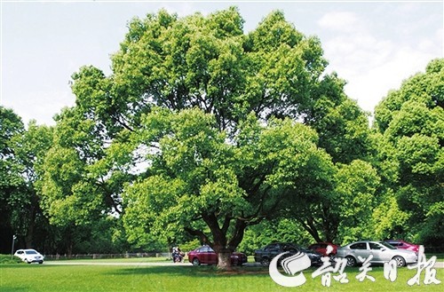 香樟市樹,市花是城市形象的重要標誌和展現城市特色的名片,為培育城市