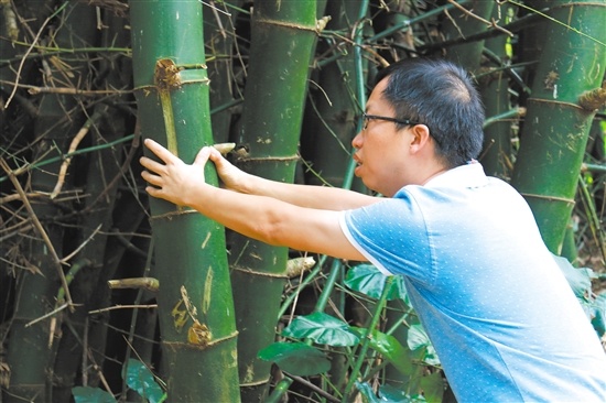 “千鹤恋竹”内最粗的竹子直径接近成年人的手掌长度。