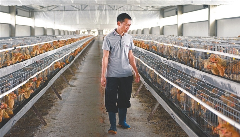 经过10多年的“保种”,曾因杂交而濒临消失的纯种沙栏鸡“复活”,并逐渐走向市民餐桌。 经过10多年的“保种”,曾因杂交而濒临消失的纯种沙栏鸡“复活”,并逐渐走向市民餐桌。