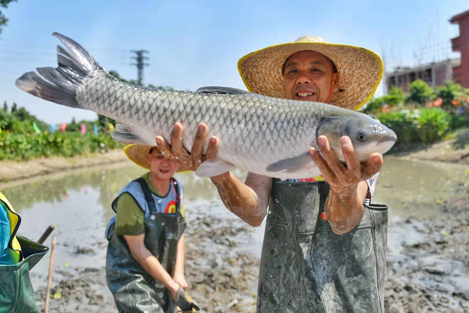 抓鱼哪家强?佛山九江"捉塘底"大赛赛果揭晓|视频