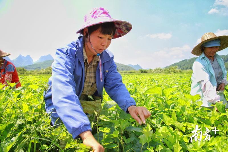 农户在龙归镇龙安村金桑园内采摘鲜嫩的龙芽菜。陈励 摄