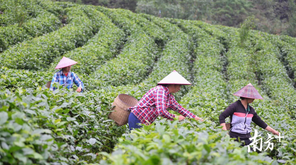 英德采茶工注意啦这个大赛奖金3000元等你来拿