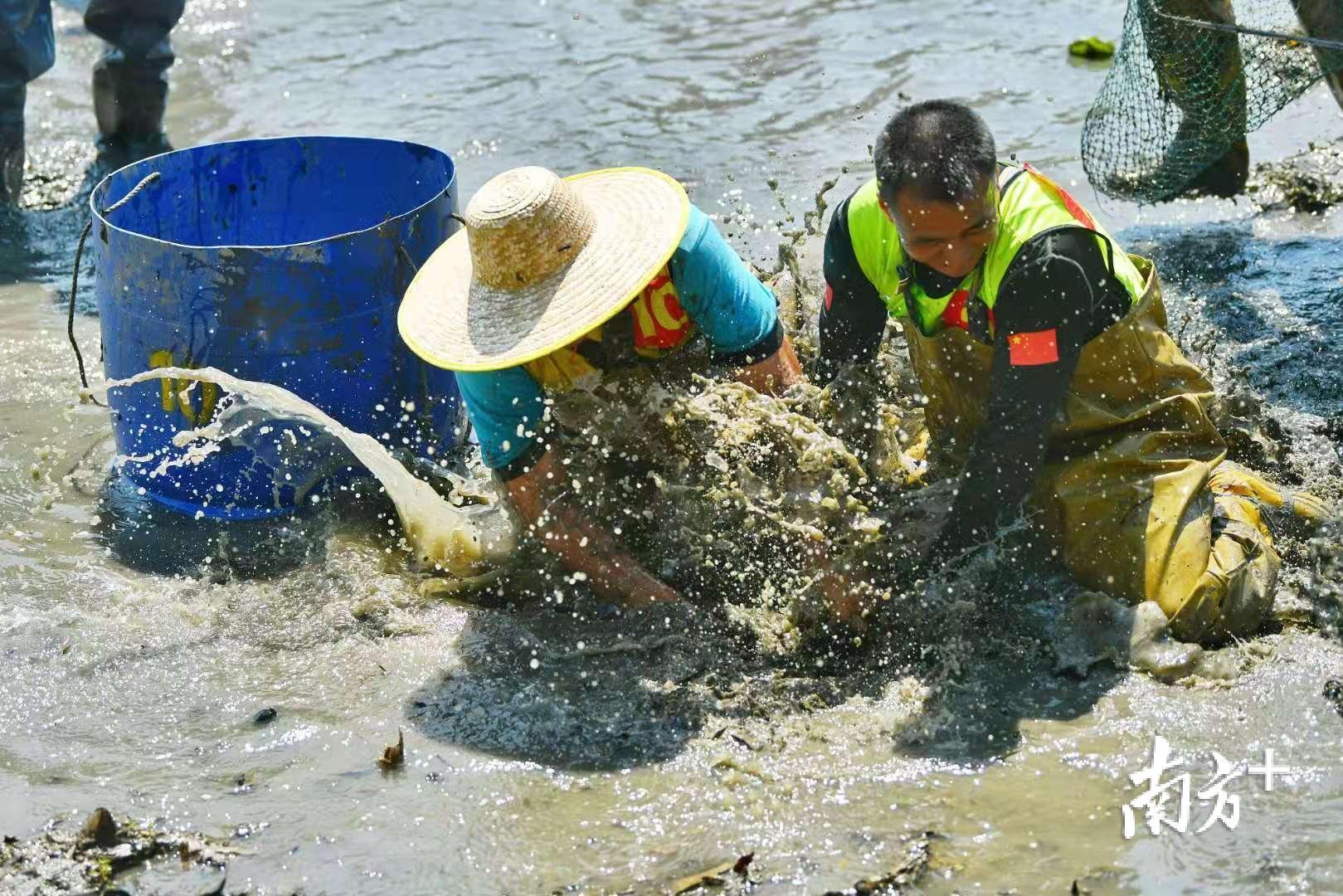 抓鱼哪家强佛山九江捉塘底大赛赛果揭晓视频