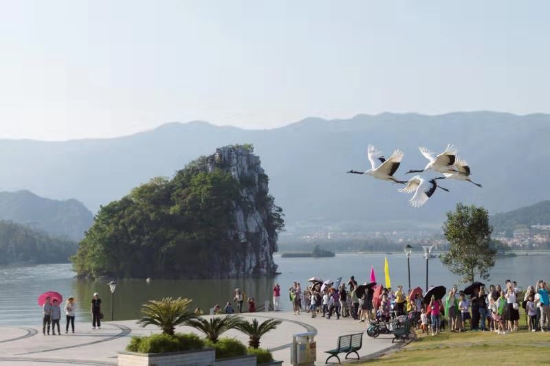 图说:肇庆坚持生态环保“三个绝不”,实现“富绿同兴”。图为星湖风景区内丹顶鹤起飞。 图说:肇庆坚持生态环保“三个绝不”,实现“富绿同兴”。图为星湖风景区内丹顶鹤起飞。