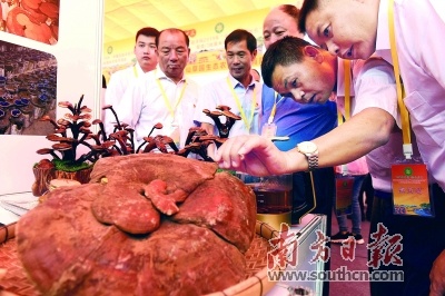 龙门丰收节现场展出的本地灵芝。 龙门丰收节现场展出的本地灵芝。