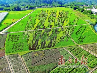 打破吉尼斯世界纪录的最大稻田。 打破吉尼斯世界纪录的最大稻田。