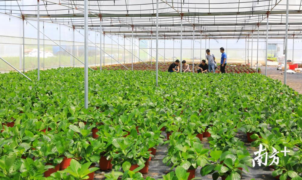 安岗村绣球花扶贫产业基地.龙全明摄