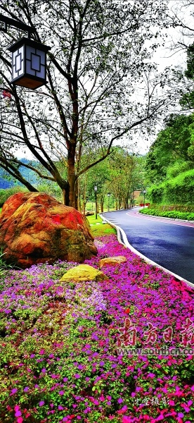 六祖故里旅游度假区花香四溢。冯贤兴 摄