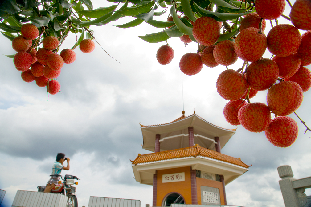 广东十大美丽乡村揭晓茂名这条乡村线路靓爆全省还有两