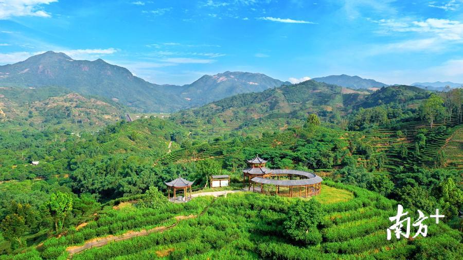 饶平是中国岭头单丛茶之乡，图为浮滨镇的观茶亭。余秋松 摄