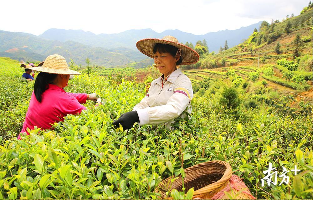 茶丰收。（胡金辉摄）