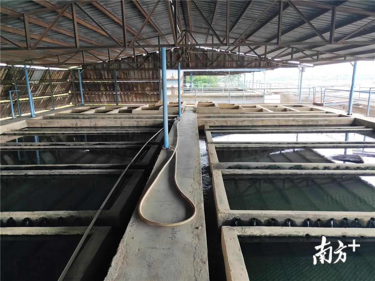 石碣镇水南水厂自来水过滤处理池，工艺和设备都严重老化。