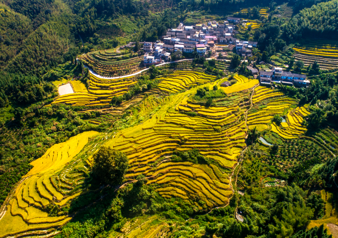 真美韶关仁化县蛇离梯田丰收体验游受青睐