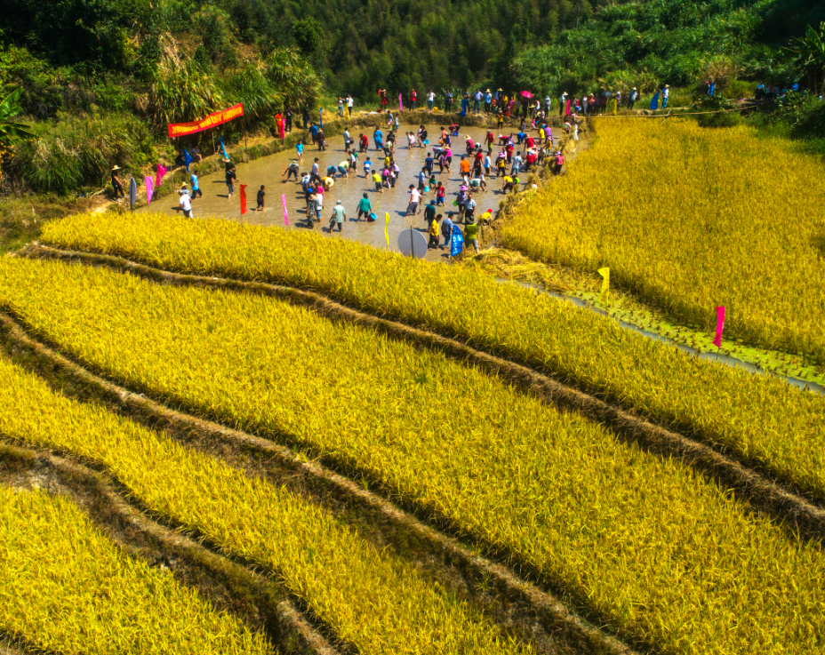 稻田抓鱼活动吸引众多游客参与。谢锦树 摄 稻田抓鱼活动吸引众多游客参与。谢锦树 摄