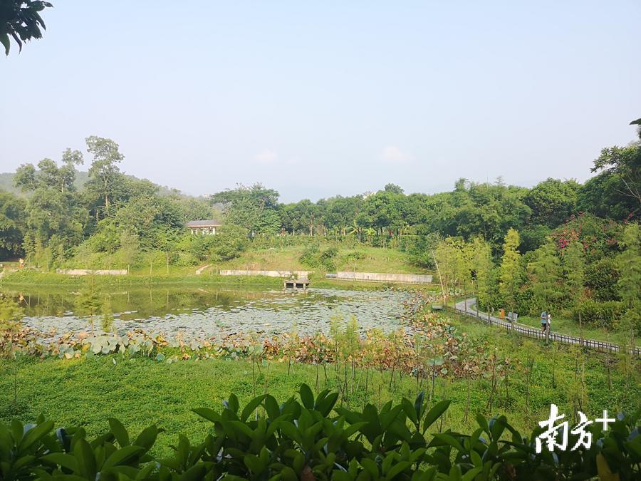被誉为“天然氧吧”的南山森林公园,成为市民休闲游玩的热门“打卡地“。李嘉怡 摄 被誉为“天然氧吧”的南山森林公园,成为市民休闲游玩的热门“打卡地“。李嘉怡 摄