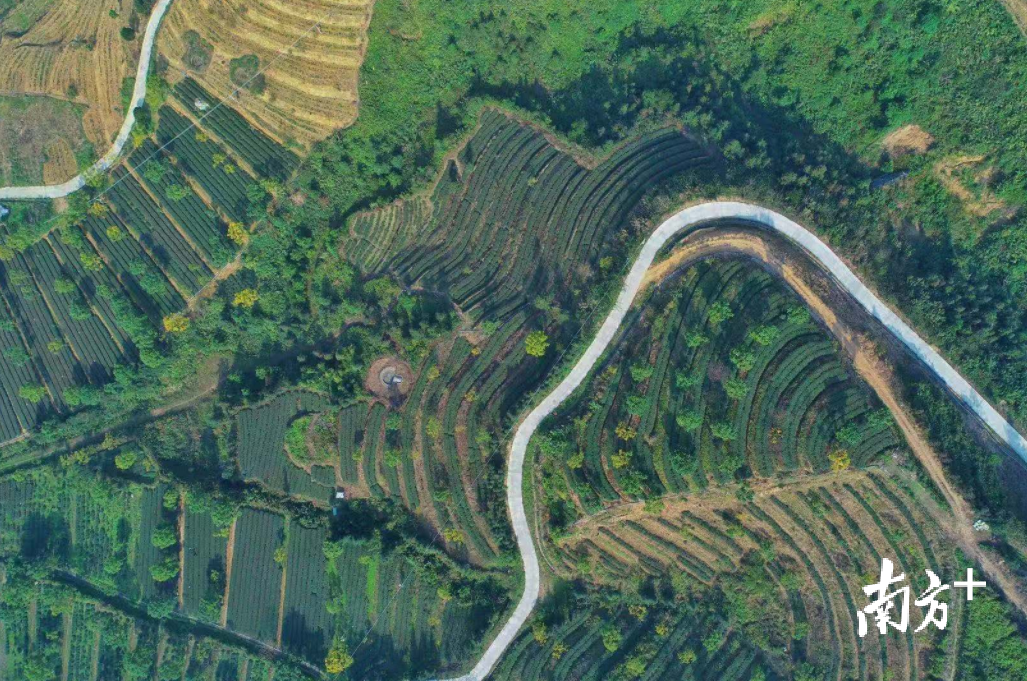 德高信T三有机茶园。曾亮超 摄