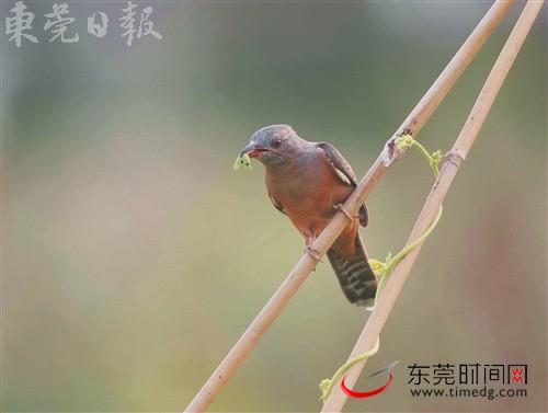 摄友“渔夫”在北岛公园拍摄到的八声杜鹃 摄友“渔夫”在北岛公园拍摄到的八声杜鹃