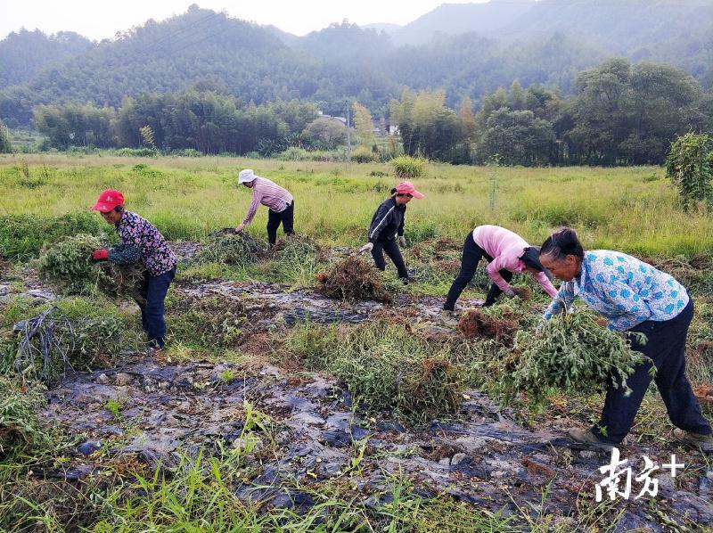 千亩仙草迎丰收,农民田间采收忙。 千亩仙草迎丰收,农民田间采收忙。
