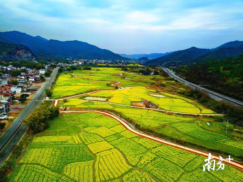 珠玑中站村油菜花开，带旺古驿道经济。