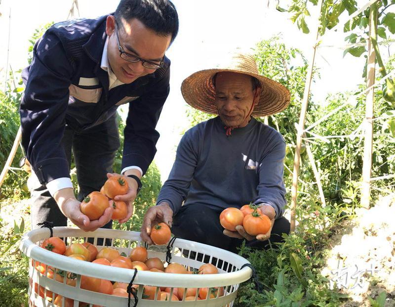 汕尾供电局做好精准扶贫，引领乡村振兴发展，建立解决贫困户脱贫增收的长效机制。图为汕尾供电局扶贫工作队员自己开发的一块有机番茄试验田。