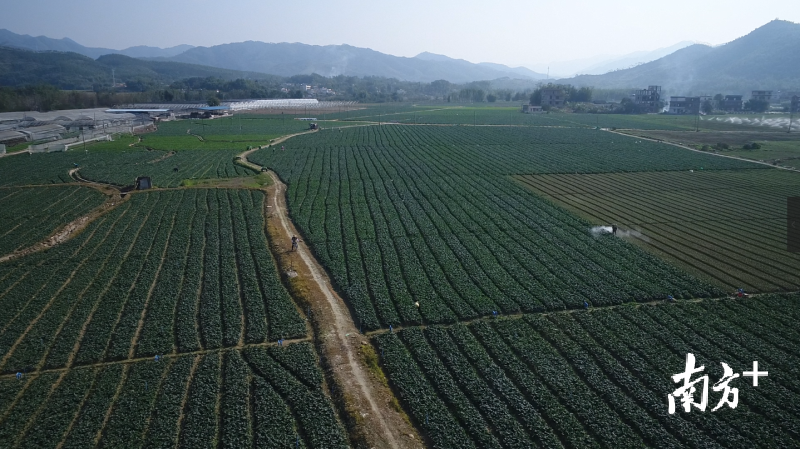 新丰县马头镇秀田村蔬菜种植基地。叶杭州 摄