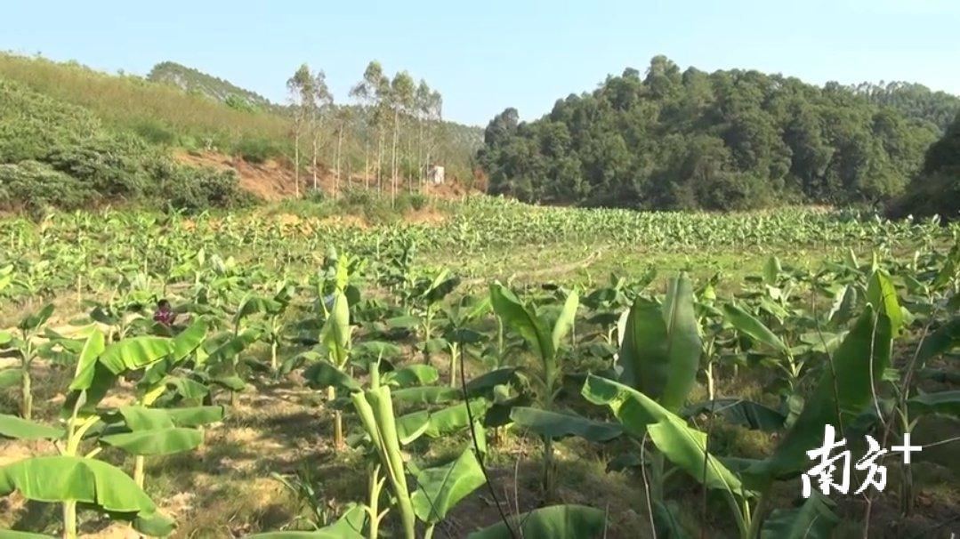 昔日荒田荒地里扩种的粉蕉茁壮成长，承载了村民致富希望。
