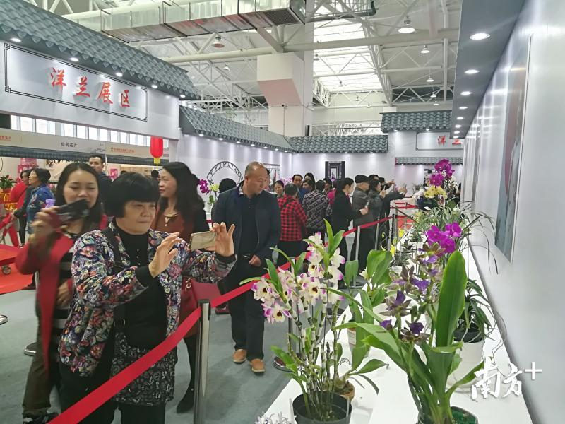 第28届中国（翁源）兰博会展出的精美兰花吸引游客拍照。胡敏东 摄