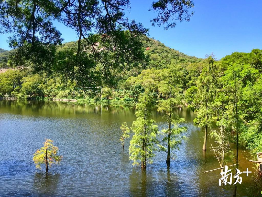 被群山环绕的南澳岛黄花山公园,是当地的天然氧吧。 被群山环绕的南澳岛黄花山公园,是当地的天然氧吧。