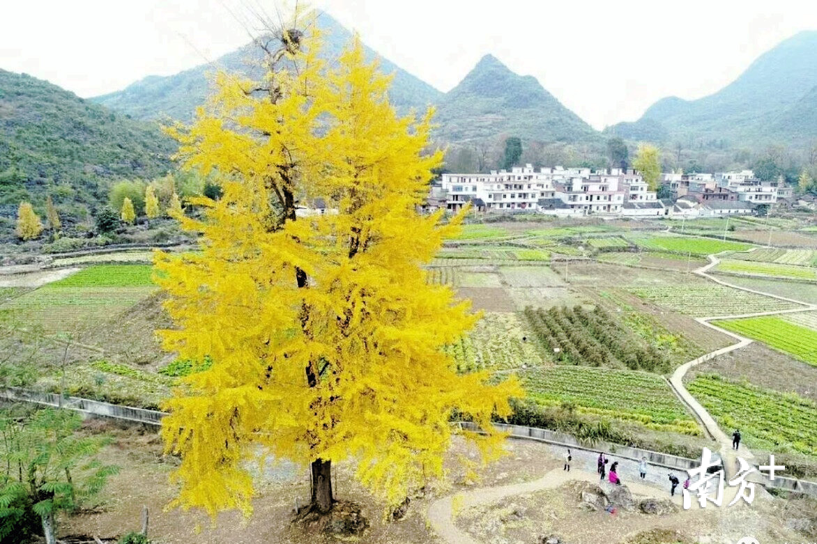 小江镇银杏观光产业已初具规模。