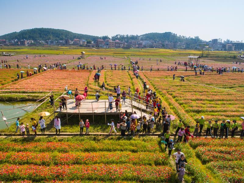 10月19日,河源市连平县大湖镇在该镇湖东村大湖寨举办"首届莲藕文化