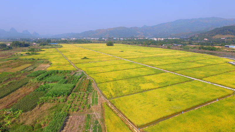 冲下村稻田（航拍）