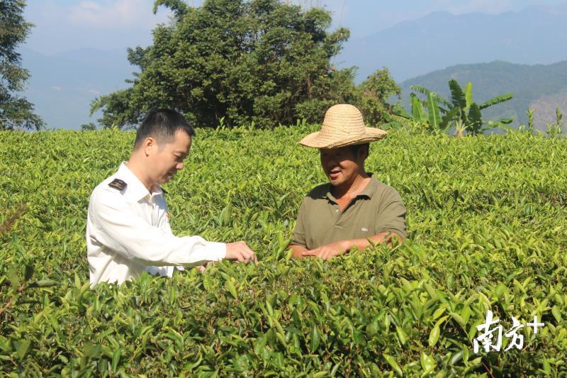 海关人员深入炒青绿茶种植基地指导茶农科学种植。